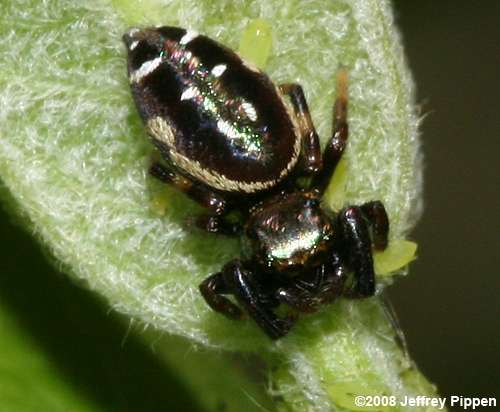 Golden Jumping Spider (Paraphidippus aurantius)