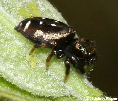 Golden Jumping Spider (Paraphidippus aurantius)