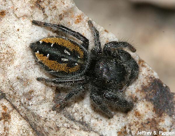 Johnson Jumper (Phidippus johnsoni)