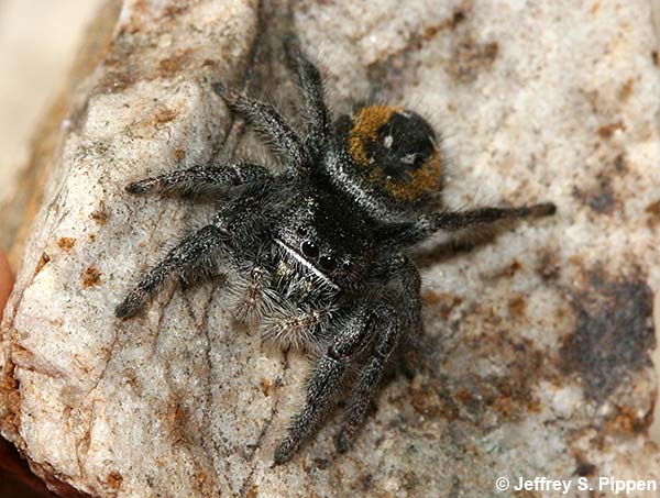 Johnson Jumper (Phidippus johnsoni)