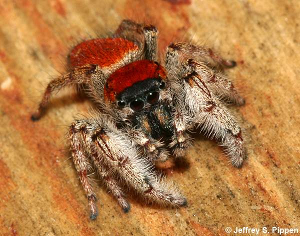 Whitman's Jumping Spider (Phidippus whitmani)