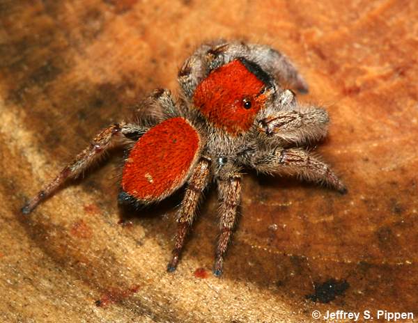 Whitman's Jumping Spider (Phidippus whitmani)