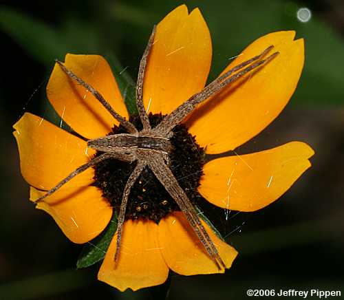 Nursery Web Spider (Pisaurina sp.)