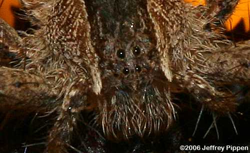 Nursery Web Spider (Pisaurina sp.)