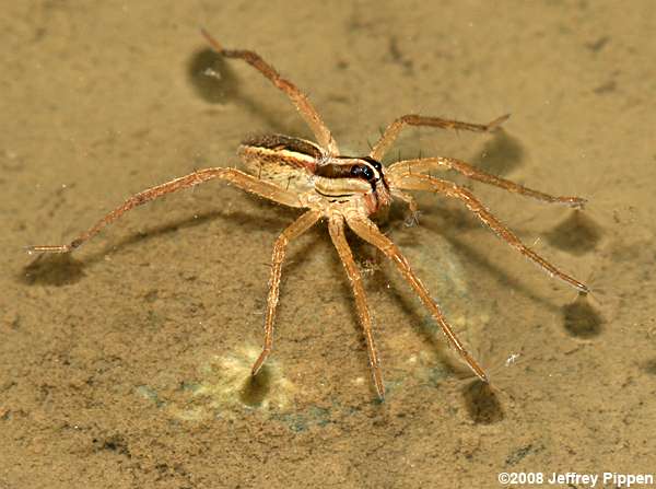Rabid Wolf Spider (Rabidosa rabida)