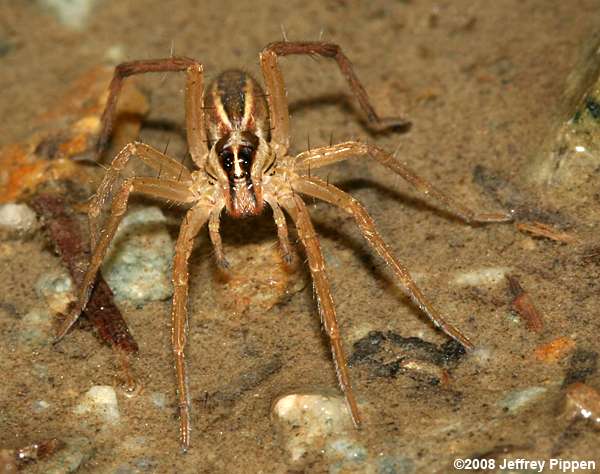 Rabid Wolf Spider (Rabidosa rabida)