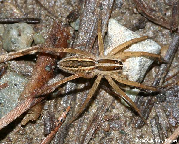 Rabid Wolf Spider (Rabidosa rabida)