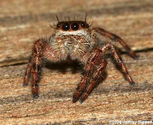 Prince Jumping Spider (Phidippus princeps)