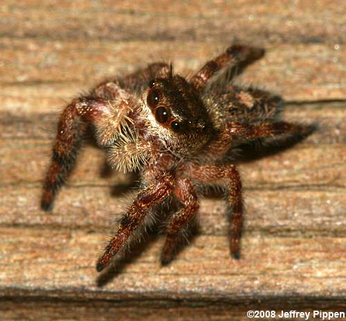 Prince Jumping Spider (Phidippus princeps)