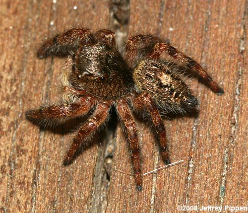 Prince Jumping Spider (Phidippus princeps)