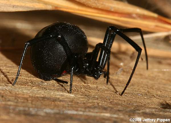Black Widow (Latrodectus sp.)