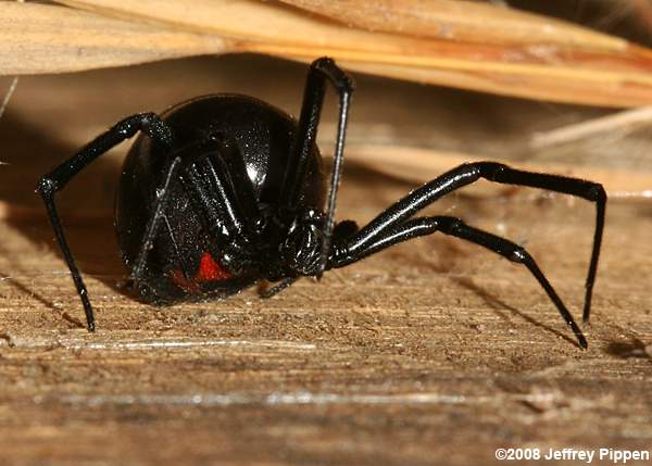 Black Widow (Latrodectus sp.)