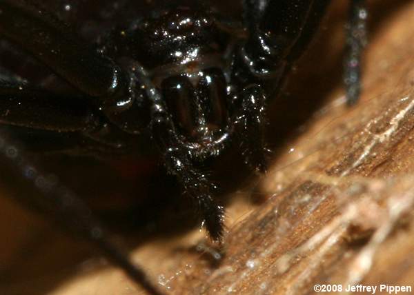 Black Widow (Latrodectus sp.)