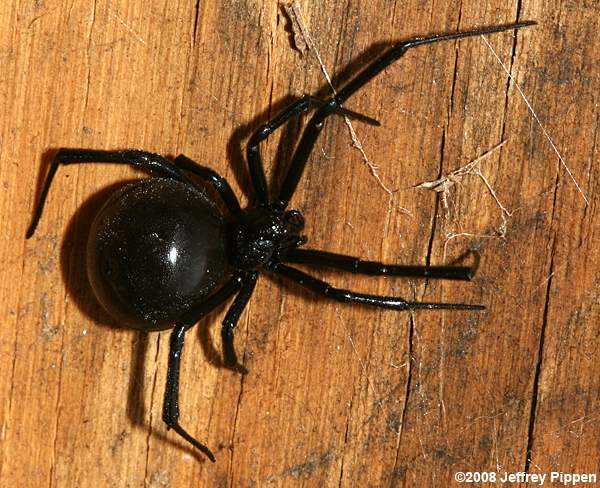 Black Widow (Latrodectus sp.)