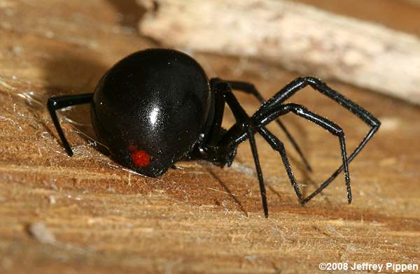 Black Widow (Latrodectus sp.)