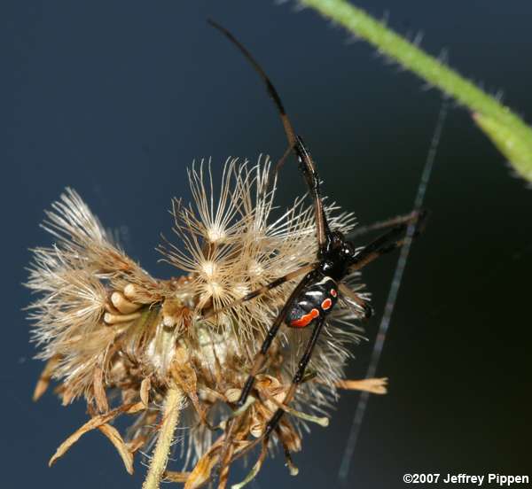 Black Widow (Latrodectus sp.)