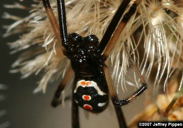 Black Widow (Latrodectus sp.)