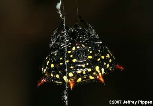 Spinybacked Orbweaver (Gasteracantha cancriformis)