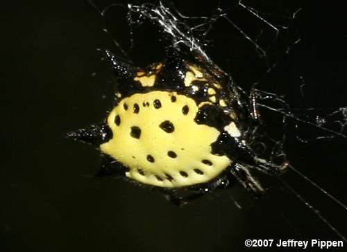 Spinybacked Orbweaver (Gasteracantha cancriformis)
