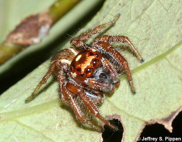 Woodland Jumping Spider (Thiodina sylvana)