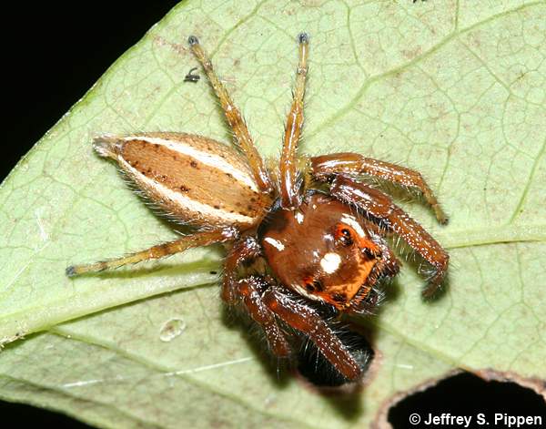 Woodland Jumping Spider (Thiodina sylvana)