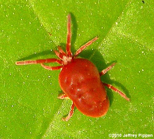 Velvet Mite (Allothrombium sp.)