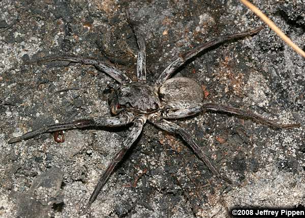 wolf spider