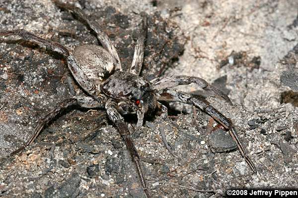 wolf spider