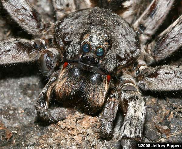 wolf spider