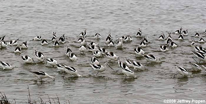 American Avocet (Recurvirostra americana)