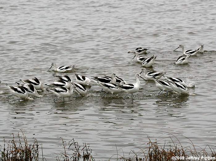 American Avocet (Recurvirostra americana)