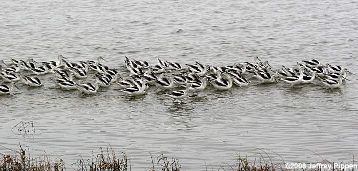 American Avocet (Recurvirostra americana)