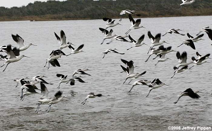 American Avocet (Recurvirostra americana)