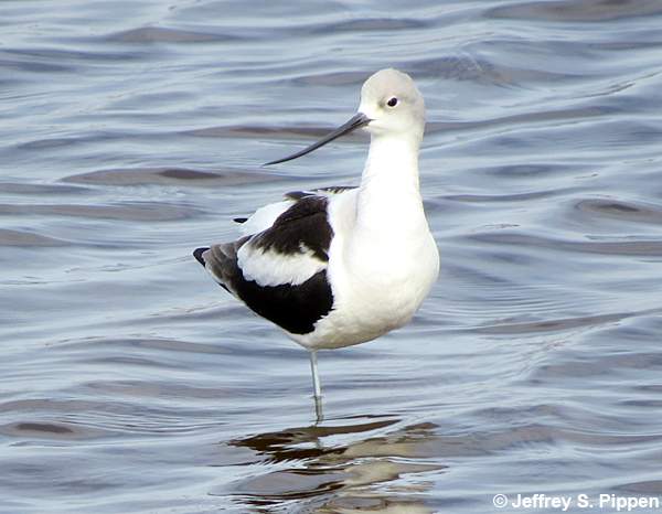 American Avocet (Recurvirostra americana)