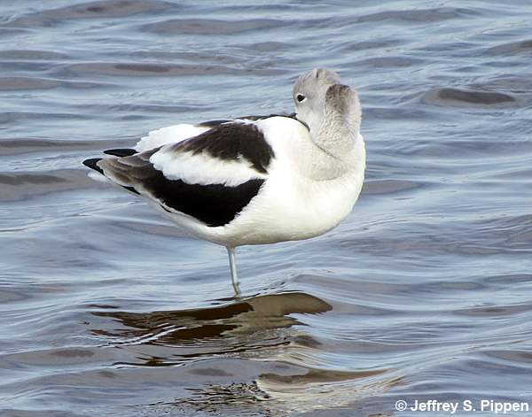 American Avocet (Recurvirostra americana)