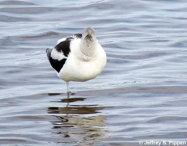 American Avocet (Recurvirostra americana)