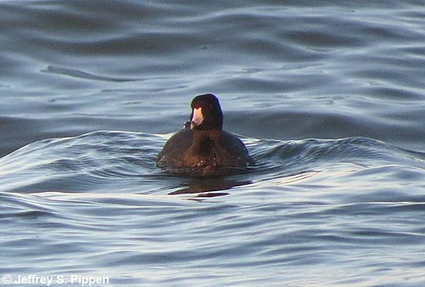American Coot (Fulica americana)