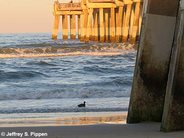 American Coot (Fulica americana)