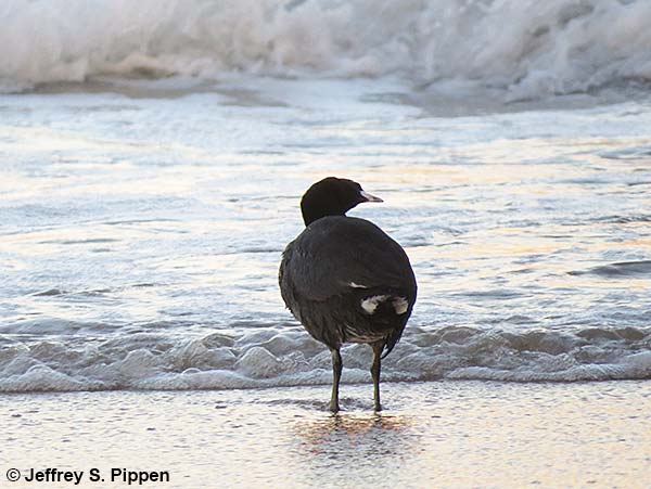 American Coot (Fulica americana)