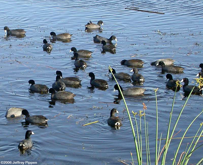 American Coot (Fulica americana)