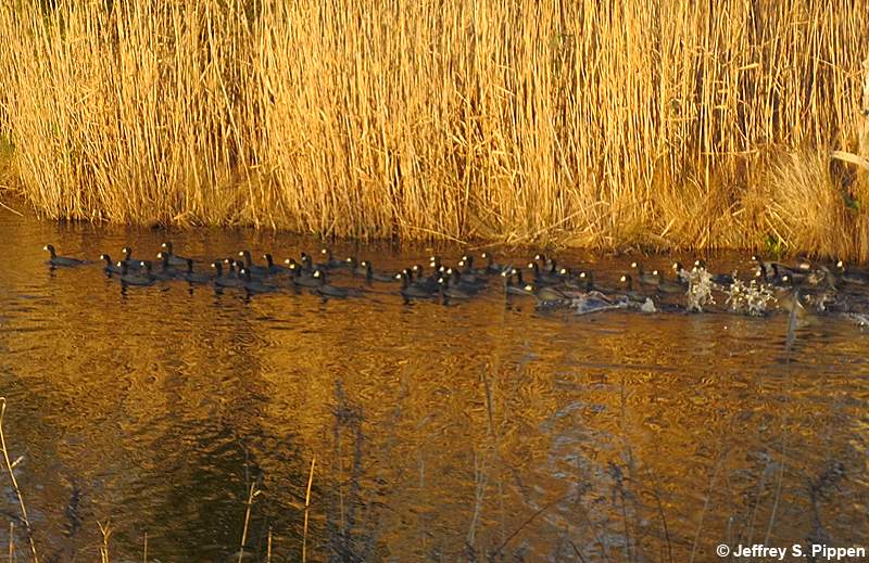 American Coot (Fulica americana)
