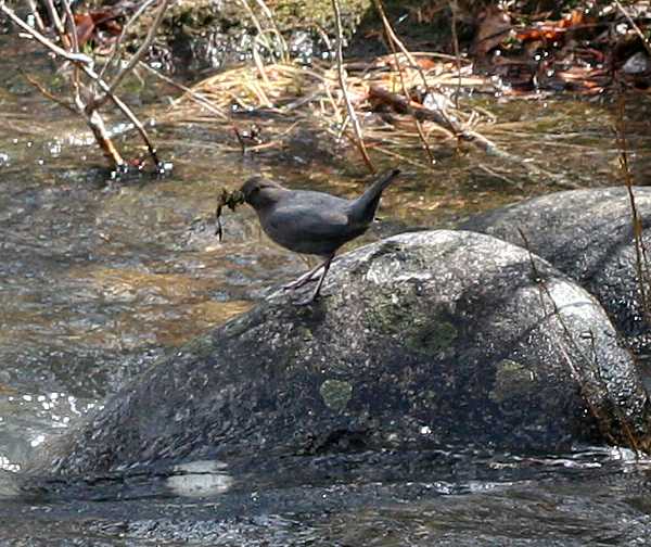 American Dipper (Cinclus mexicanus)