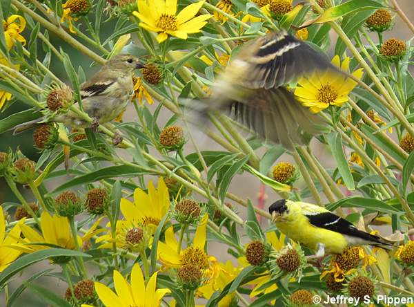 American Goldfinch (Carduelis tristis)