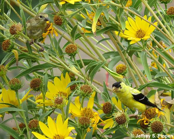 American Goldfinch (Carduelis tristis)