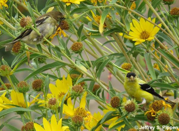 American Goldfinch (Carduelis tristis)