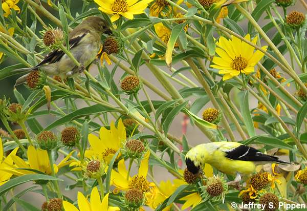 American Goldfinch (Carduelis tristis)