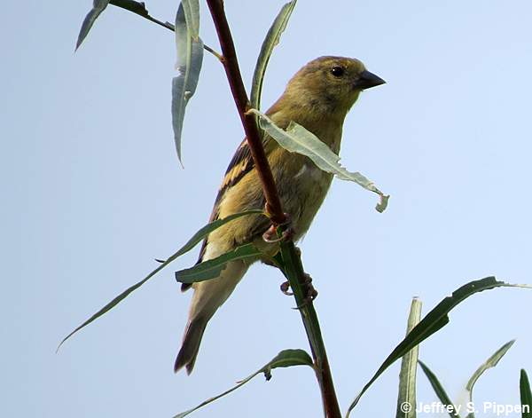 American Goldfinch (Carduelis tristis)