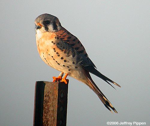 American Kestrel (Falco sparverius)