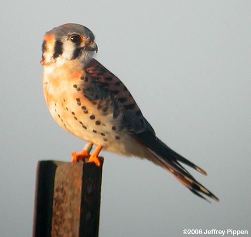 American Kestrel (Falco sparverius)
