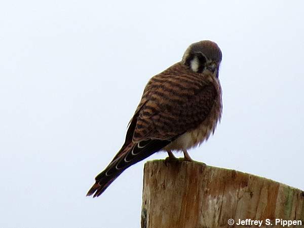 American Kestrel (Falco sparverius)